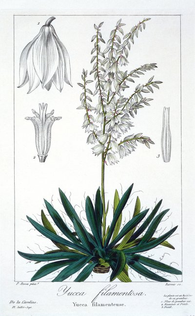 Yucca filamentosa, 1836 - Pancrace Bessa